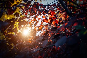 Bright red autumn leaves illuminated by sunlight against the sky, close-up, soft selective focus. Abstract natural background.
