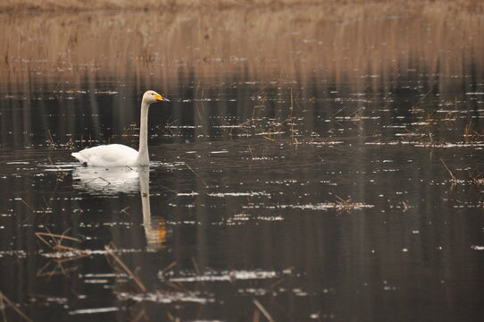 Whooper swan swimming on the Narewka River in the Bialowieza National Park. Backwaters of the river and horse mating season.
