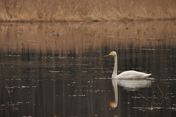 Whooper swan swimming on the Narewka River in the Bialowieza National Park. Backwaters of the river and horse mating season.
