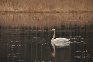 Whooper swan swimming on the Narewka River in the Bialowieza National Park. Backwaters of the river and horse mating season.