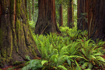 Ferns beneath giant redwood trees, Stout Memorial Grove, Jedediah Smith Redwoods National and State Park, California - obrazy, fototapety, plakaty