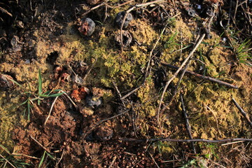 Reducing Food Waste. Many yellow and red, spoiled apples. Bunch of rotten and damaged fruits on the ground in the nature. A pile toxic, bad and unusable apples in autumn. Organic food waste. Close up.