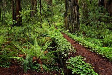 Footpath through common wood sorrel and giant redwood trees, Stout Memorial Grove, Jedediah Smith Redwoods National and State Park, California