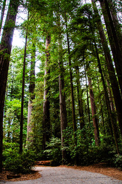 USA, California. Crescent City, Jedediah Smith State Park, Howland Hill Road Stout Grove