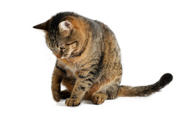 Obraz premium The cat is isolated on a white background. A young tortoiseshell cat is sitting. Ginger striped pet. Short-haired cat of the European breed. The usual simple