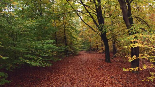 Forest with beech trees at autumn in subdued daylight. Dolly shot following a hiking path.