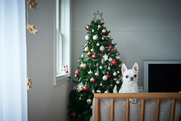 クリスマスツリーと白い犬チワワ