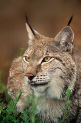 USA, California, Wildlife Waystation. Portrait of a captive Canadian lynx in rescue facility.