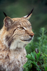 USA, California, Wildlife Waystation. Portrait of a captive Canadian lynx in rescue facility.
