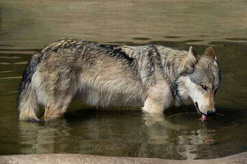 USA, California, Wildlife Waystation. Endangered gray wolf drinks from small pond at wildlife rescue facility.