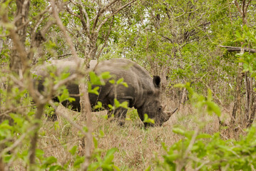 white rhinoceros or square lipped rhinoceros, Ceratotherium simum