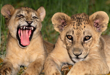 USA, California, Wildlife Waystation. Captive lion cubs at rescue facility.