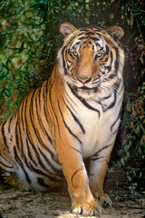 USA, California, Wildlife Waystation. Endangered adult Siberian tiger at rescue facility.