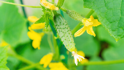 Cucumber on a branch close-up. How cucumbers grow. Flowering and ovary of cucumbers grown on a raised bed in the open field without using a greenhouse. Growing organic gherkins on a farm.