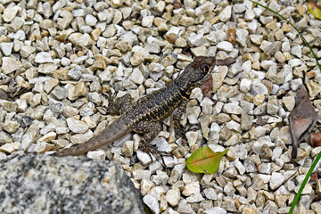 Amazon lava lizard (Tropidurus torquatus), on soil