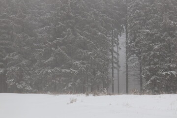 Fototapeta premium snow covered trees