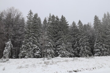 snow covered trees