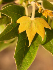 Young sycamore leaves on California sycamore, Southern California