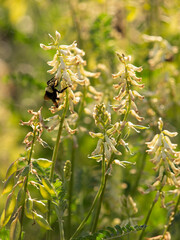 Bumblebee on locoweed flowers (Astragalus), Los Angeles, California