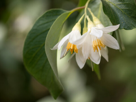 Snowdrop bush, an early spring bloomer, native California plant.