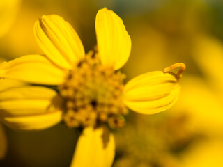 Tiny 'inchworm', caterpillar of geometer moth group, color camouflaged on viguiera sunflower, Los Angeles, California