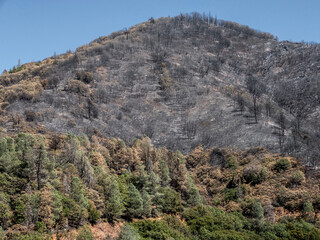 Burned forest and chaparral from 'Camp Fire' in Southern Sierra Nevada Mountains, from drought stressed forest, unburned forest and chaparral in background