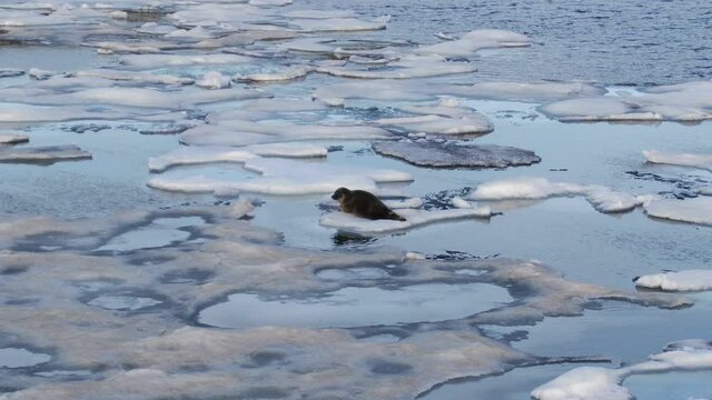 Close-up of fur seals, an eared seal sits on an ice floe in the blue water of Lake Baikal and lies on an ice floe. Looks curiously at the camera. A unique wild animal in its natural habitat. Russia.