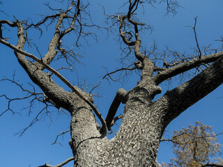 Dead oak, effects of wildfire in Southern Sierra Nevada Mountains, from drought stressed forest