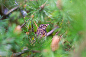 Thrush. The redwing is a bird in the thrush family. Turdus iliacus