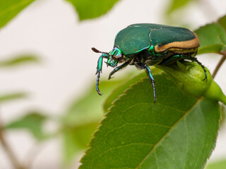 Fototapeta premium Jewel-like green fruit beetle (a scarab beetle), big but harmless, common in Los Angeles.