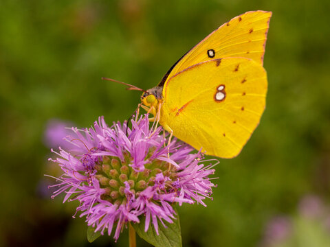 Dogface butterfly, California state insect, on coyote mint, Los Angeles, California