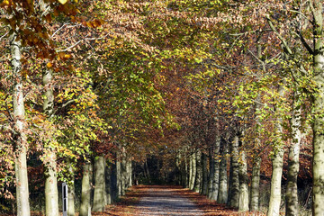 Naklejka na ściany i meble Netherlands. Autumn landscape in public park of Zuid-Holland