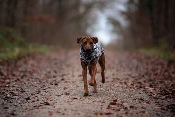 Rhodesian Ridgeback läuft stolz im Wald, Herbstlaub, Hund mit Pullover