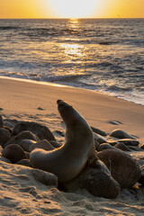 Sea lion stretching on a beach during sunset