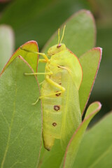 Leaf bug
