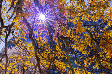 Cook's Meadow. Autumn first snow in Yosemite National Park, California, USA.