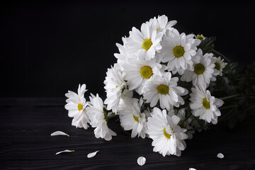 Obraz premium Large flowers of white chamomile Levcantemella on a dark wooden background.