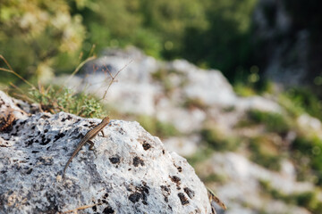 wild lizards on rocks in the forest nature