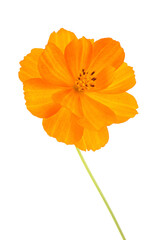 A close-up of the bright orange flower of the Common Marigold isolated on a white background
