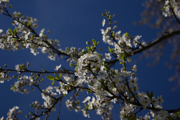 blooming cherry plum against the background of a bright blue spring sky. White flowers on a branch. Prunus cerasifera. Clouds.