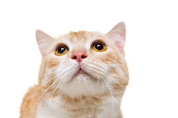 Close-up portrait of fluffy cute red and white cat, pet looking away isolated on white studio background. Animal life concept