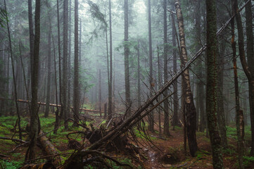 Beautiful mountain forest landscape in rainy weather with coniferous trees and fog. Misty untouched...