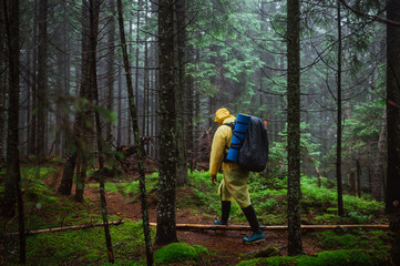 A male tourist in a yellow raincoat walks through the untouched mountain forest on a mountain climb, carrying a large tourist backpack on his back.