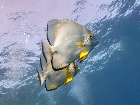 Batfish
