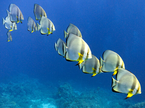 Bat fish