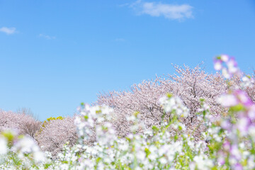 Naklejka premium 桜と青空