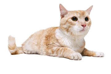 Close-up portrait of fluffy cute red and white cat, pet lying on floor isolated on white studio background. Animal life concept