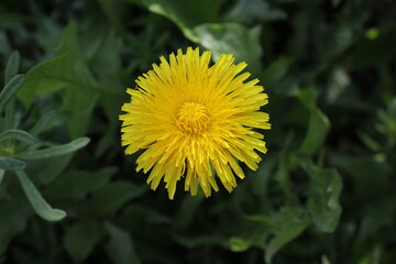 Dandelion (Taraxacum) in the grass. In sunny weather. Background