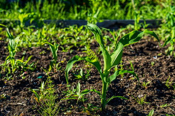 urban community garden with fresh green plants growing local food