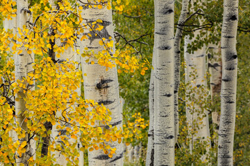 Early autumn aspen leaves and white trunks, Uncompahgre National Forest, Colorado
